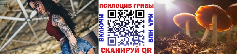 OMG ONION  Дубовка  Псилоцибиновые грибы Cubensis 